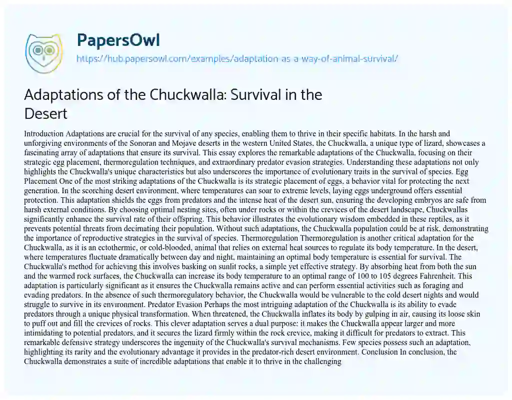 Essay on Adaptations of the Chuckwalla: Survival in the Desert