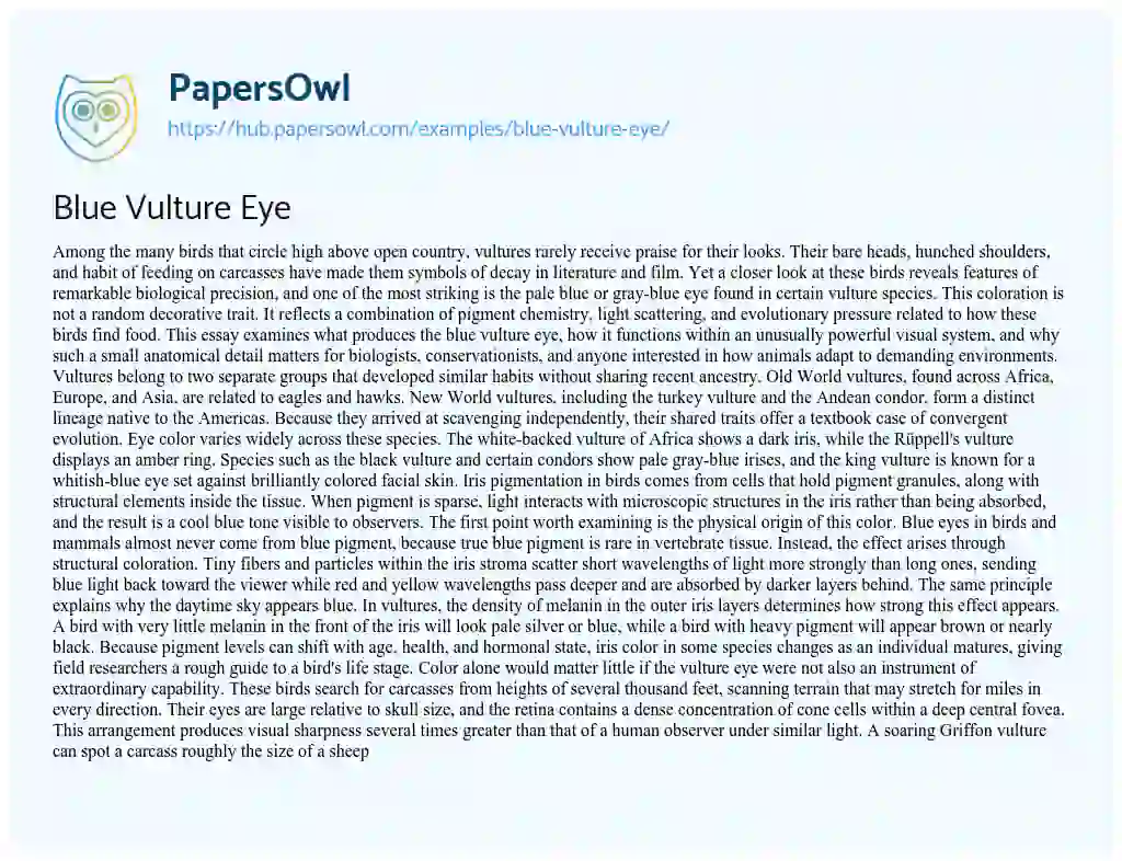 Essay on Blue Vulture Eye