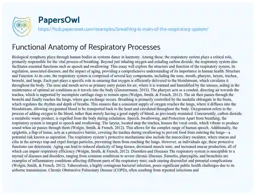 Essay on Functional Anatomy of Respiratory Processes