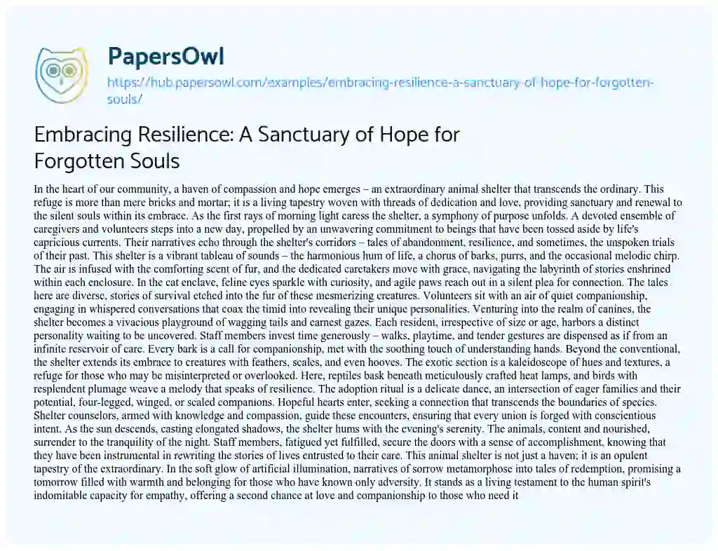 Essay on Embracing Resilience: A Sanctuary of Hope for Forgotten Souls