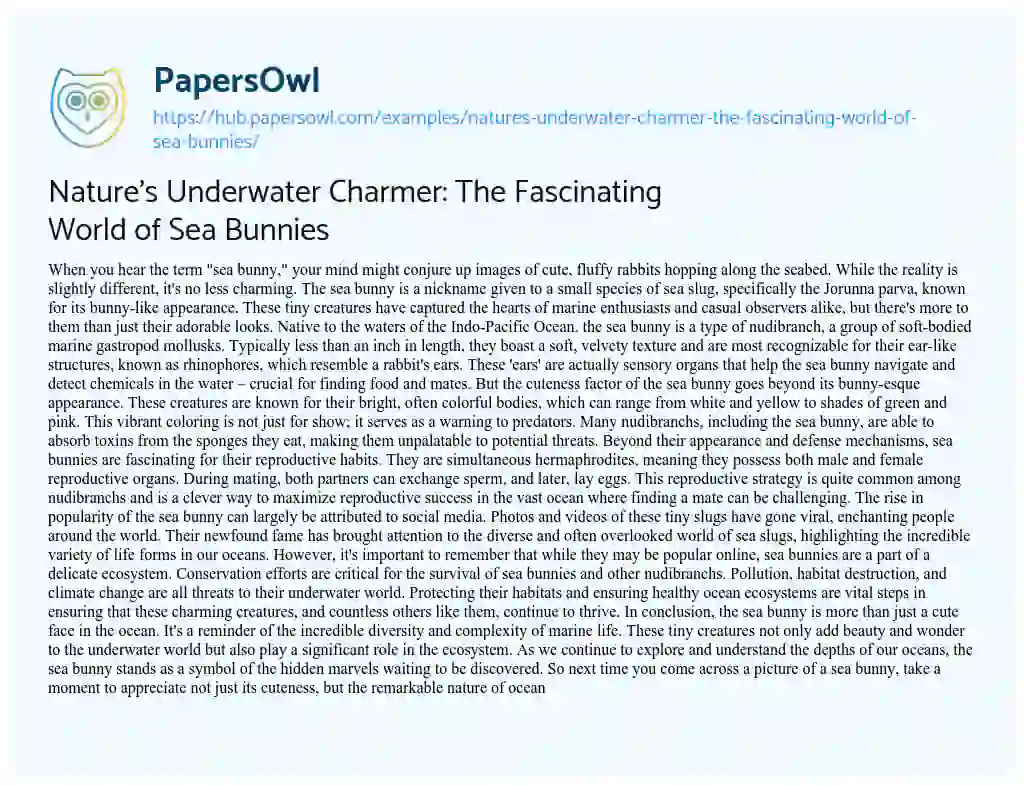 Essay on Nature’s Underwater Charmer: The Fascinating World of Sea Bunnies