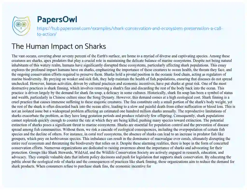 Essay on The Human Impact on Sharks