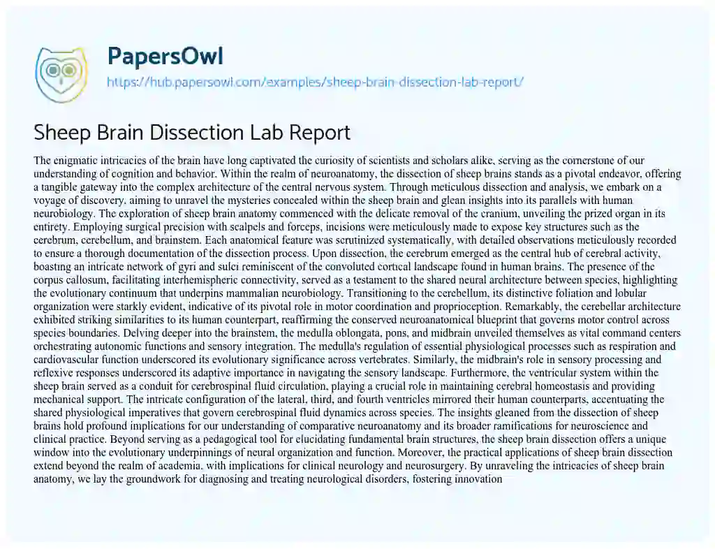 Essay on Sheep Brain Dissection Lab Report