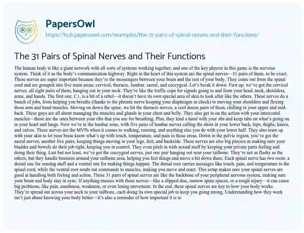 Essay on The 31 Pairs of Spinal Nerves and Their Functions