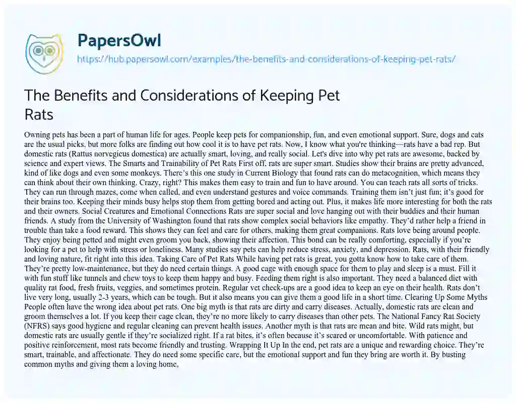 Essay on The Benefits and Considerations of Keeping Pet Rats