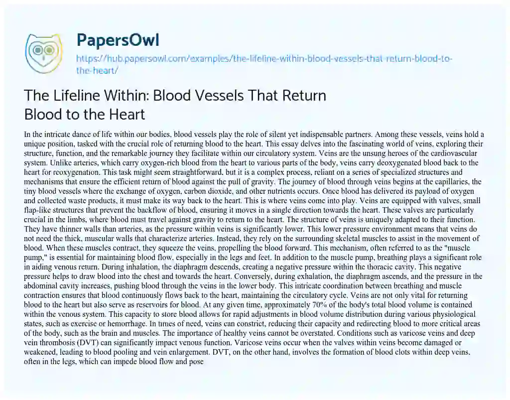 Essay on The Lifeline Within: Blood Vessels That Return Blood to the Heart