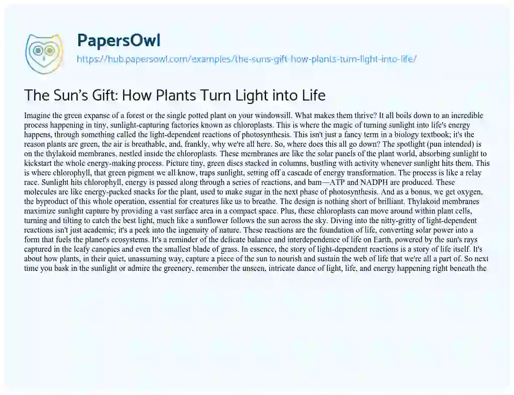 Essay on The Sun’s Gift: How Plants Turn Light into Life