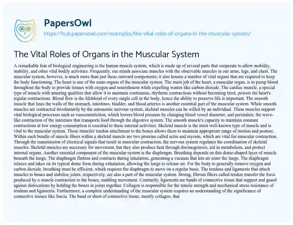 Essay on The Vital Roles of Organs in the Muscular System