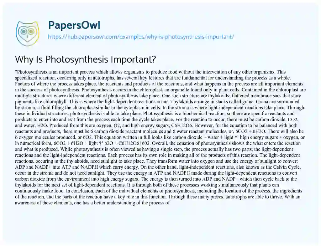 Essay on Why Is Photosynthesis Important?