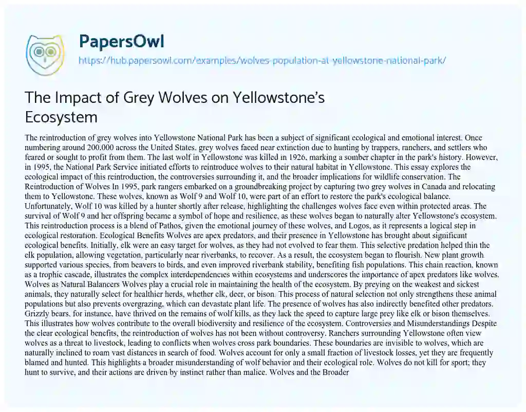 Essay on The Impact of Grey Wolves on Yellowstone’s Ecosystem